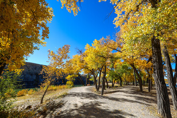 Fototapeta premium Cottonwood trees, Corn Lake in Fall, Grand Junction, Colorado