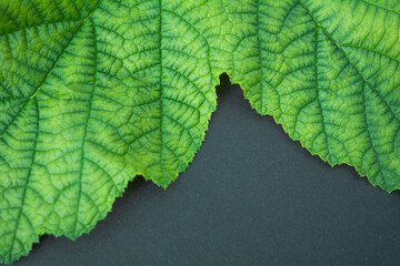 Background of fresh green leaves of black currant. Foliage of black currant bush