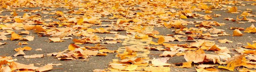 Fallen yellow autumn leaves covered the old asphalt coating. Small foliage. Plants. Autumn. View from above. Background. Texture. Banner. Copy space for text. Fallen leaves