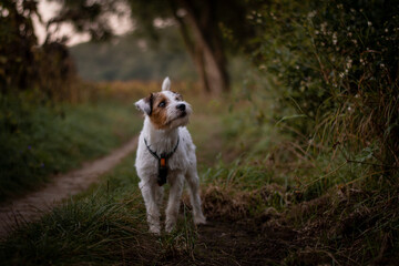 Cute Parson Russell Terrier Autumn Portrait