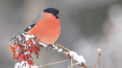 Bullfinch. Red bird in winter. Pyrrhula pyrrhula