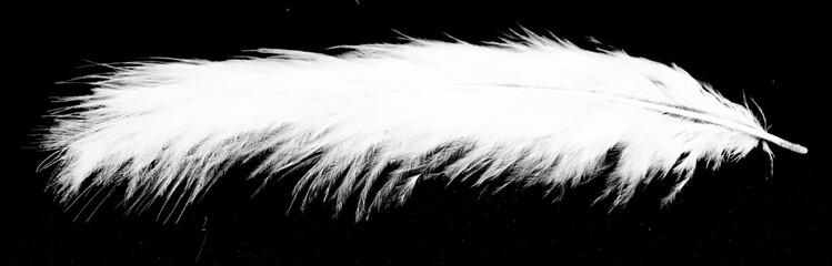 Real photo of feathers, white feathers in black background