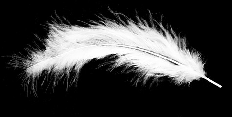 Obraz premium Real photo of feathers, white feathers in black background