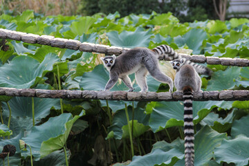 Couple of adorable lemurs in Ueno Zoo, Tokyo, Japan © Rong Zhang/Wirestock
