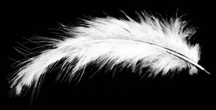 Real photo of feathers, white feathers in black background