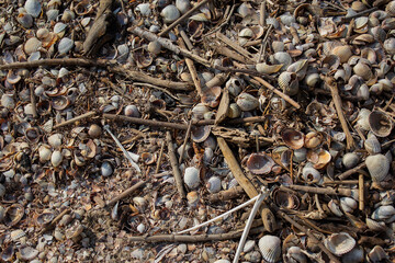 small plastic garbage among many small multicolored blue pink purple river shells and sticks lies in the sand on the Baltic sea coast, pattern