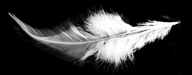 Real photo of feathers, white feathers in black background
