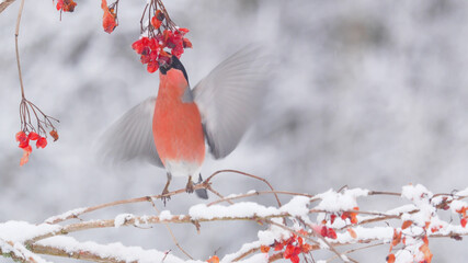 Bullfinch. Red bird in winter. Pyrrhula pyrrhula