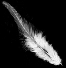 Obraz premium Real photo of feathers, white feathers in black background