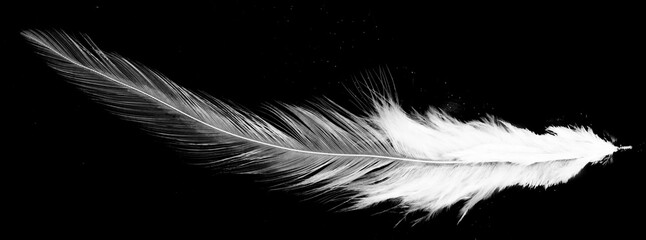Obraz premium Real photo of feathers, white feathers in black background
