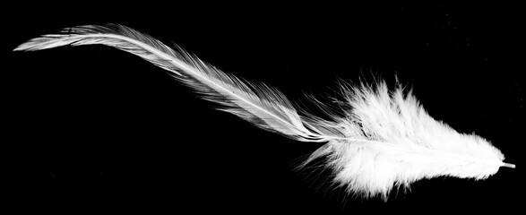 Obraz premium Real photo of feathers, white feathers in black background