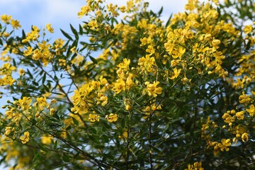 Senna corymbosa (Buttercup bush) flowers / Fabaceae evergreen tree