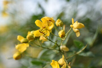 Fototapeta na wymiar Senna corymbosa (Buttercup bush) flowers / Fabaceae evergreen tree