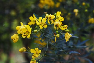 Senna corymbosa (Buttercup bush) flowers / Fabaceae evergreen tree
