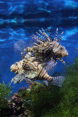 Lionfish (dendrochirus zebra), fish in an aquarium