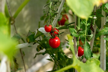 Harvesting at autumn. Grown in greenhouse cherry tomatoes.