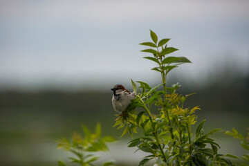 House swallows in Aiguamolls De L'Emporda Nature Reserve, Girona, Spain