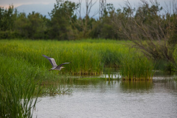 Great egret in Aiguamolls De L'Emporda Nature Reserve, Spain