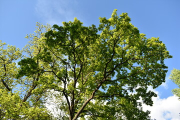 green tree branches against the sky