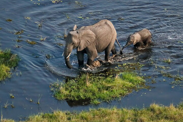 Naklejka premium Elephant calf walking behind her mother in the Okavango delta