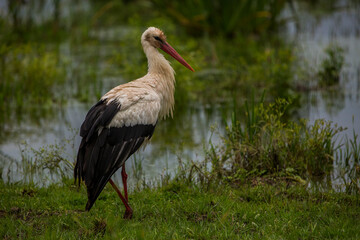 Storks in spring in Aiguamolls De L'Emporda Nature Reserve, Spain