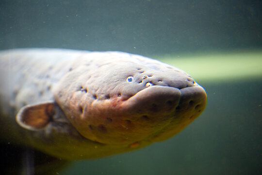 Electric Eel (Electrophorus Electricus)