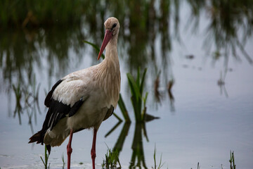 Storks in spring in Aiguamolls De L'Emporda Nature Reserve, Spain