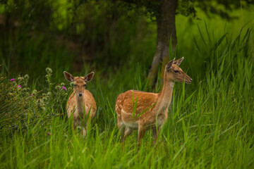 Fallow deer in Aiguamolls De L'Emporda Nature Reserve, Spain