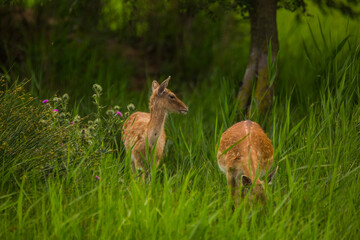 Fallow deer in Aiguamolls De L'Emporda Nature Reserve, Spain
