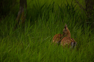 Fallow deer in Aiguamolls De L'Emporda Nature Reserve, Spain