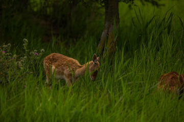 Fallow deer in Aiguamolls De L'Emporda Nature Reserve, Spain