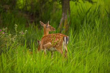 Obraz na płótnie Canvas Fallow deer in Aiguamolls De L'Emporda Nature Reserve, Spain