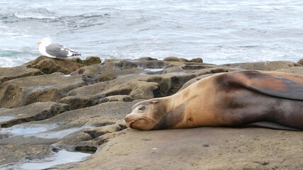 Sea lion on the rock in La Jolla. Wild eared seal resting near pacific ocean on stone. Funny wildlife animal lazing on the beach. Protected marine mammal in natural habitat, San Diego, California USA