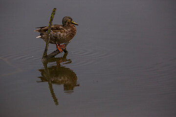 Mallard in spring in Aiguamolls De L'Emporda Nature Reserve, Spain