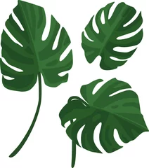 Fotobehang Monstera De set bladeren van monstera. Tropische plant. Geïsoleerd op een witte achtergrond. vector illustratie