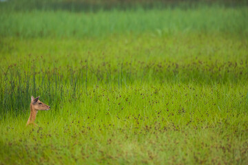 Fallow deer in Aiguamolls De L'Emporda Nature Reserve, Spain