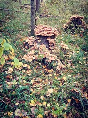 autumn in the forest