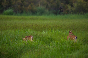 Fallow deer in Aiguamolls De L'Emporda Nature Reserve, Spain