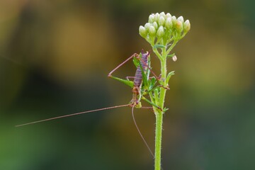 Bush cricket male sitting on a meadow plant. Side view. Blurred background, closeup.