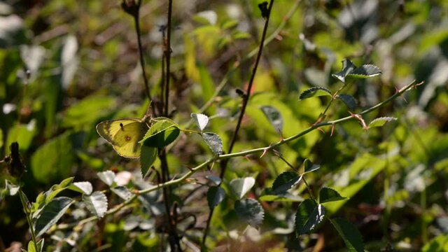 Pyrisitia lisa sitting on the green grass in summer time. an yellow butterfly in the sunlight