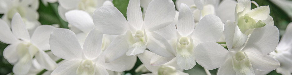 White Orchid Flower Banner