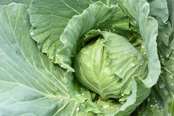 Fresh of young green plant cabbage grow with water drops close up on vegetable field outdoor summer...