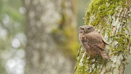 Pygmy owl. Close up of a bird on a tree. Glaucidium passerinum	