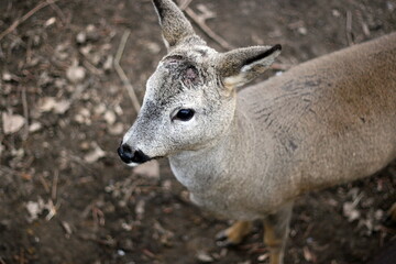 portrait of a young deer in the zoo