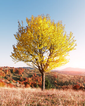 Majestic tree with yellow leaves at autumn mountain valley. Dramatic colorful scene. Carpathian mountains, Ukraine. Landscape photography