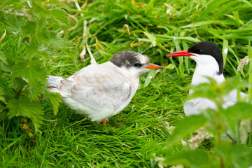 Arctic Tern, Sterna paradisaea , Farne Islands, England