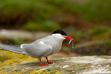 Arctic tern, Sterna paradisaea, ave marina con ceba en el pico sobre la roca.