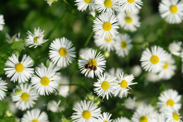 Nature photo of a sea of white and yellow flowers and a selective focus shot of an insect - Stockphoto