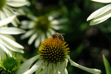 Nature photo with a selective focus shot of a bee on a white coneflower and blurred background - Stockphoto 