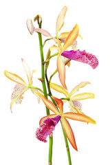 Fototapeta premium Orchids (Cattleya Recchara Frances Fox) flowers isolated on a white background
